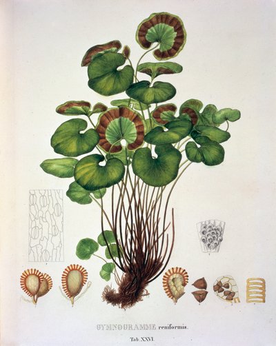 Gymnogramme Reniformis, tabell XXVI från 