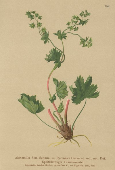 Hårlös Ladys Mantle (Alchemilla fissa, Alchemilla Pyrenaica) av German School