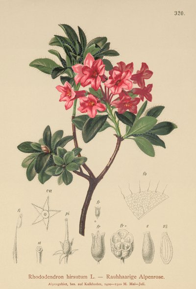 Hårig alpenros (Rhododendron hirsutum) av German School