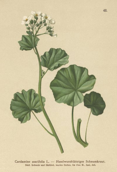 Hårig bitterkrasse (Cardamine asarifolia) av German School