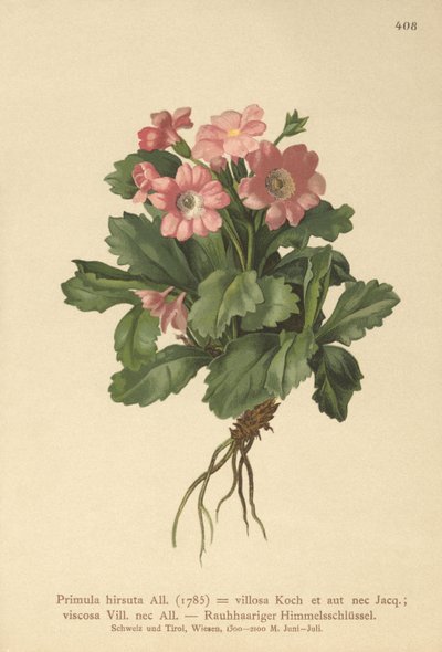 Hårig primula (Primula hirsuta) av German School