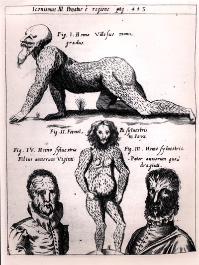 Hårig man och vild man, illustration från Physica Curiosa av Gaspar Schott (1608-66) av German School