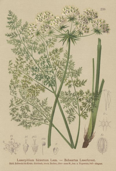 Hallers Sermountain (Laserpitium hirsutum, Laserpitium haller, Laserpitium panax) av German School