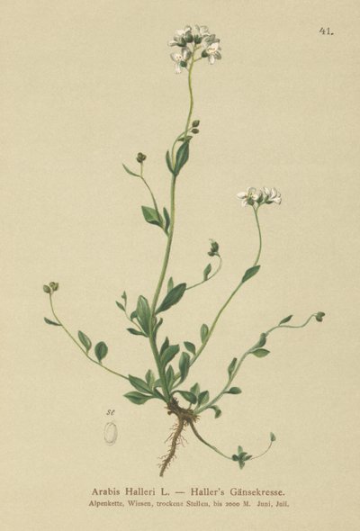 Hallers Wall-krasse (Arabis Haller) av German School
