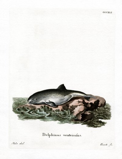 Tumlare (färgad gravyr) av German School