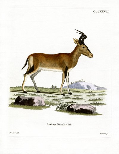Hartebeest (färgad gravyr) av German School
