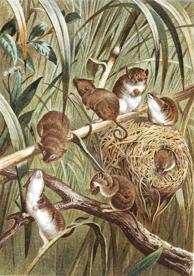 Harvest Mouse, tallrik från "Brehms Tierleben: Allgemeine Kunde des Tierreichs", vol.2, s.515, utgiven av Bibliographisches Institut av German School