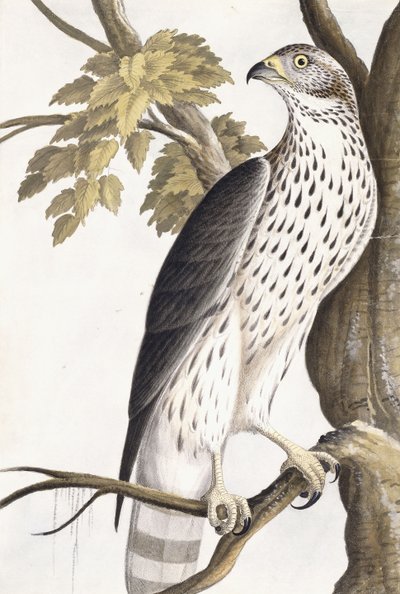 Hök, 1750-1800 av German School