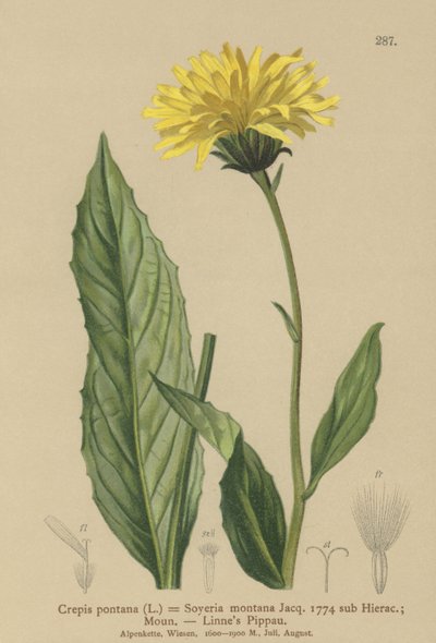 Hökskägg (Crepis bocconi, Crepis pontana, Crepis montana, Hieracium montanum, Soyeria montana) av German School
