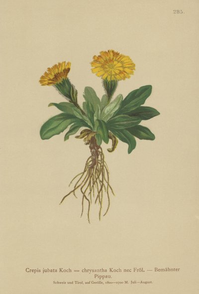 Hökskägg (Crepis jubata, Crepis rhaetica) av German School