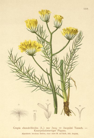 Hökskägg (Crepis chondrilloides) av German School