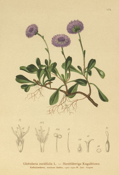 Hjärtbladiga tusensköna (Globularia cordifolia) av German School