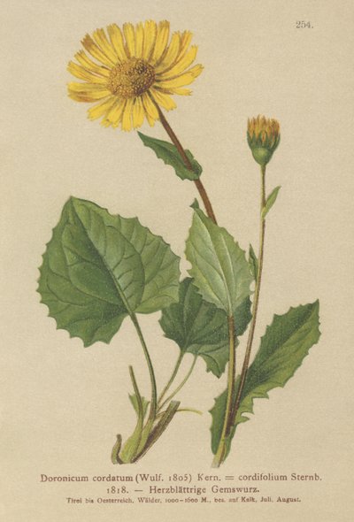 Hjärtbladiga leopardbanor (Doronicum cordatum, Doronicum cordifolium, Aronicum cordatum) av German School