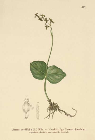 Hjärtbladiga Twayblade (Listera cordata, Listera cordifolia, Neottia cordata) av German School