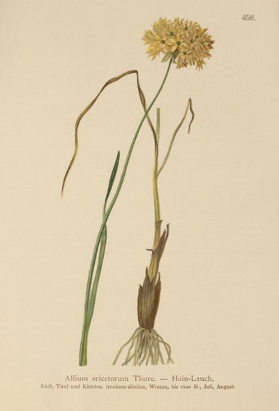 Ljunglök (Allium ericetorum, Allium ambiguum, Allium graminifolium) av German School