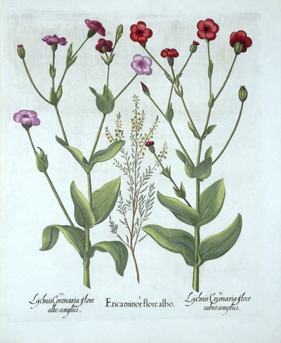 Heather and Two Kinds of Lychnis, från Hortus Eystettensis, av Basil Besler (1561-1629), pub. 1613 (handfärgad gravyr) av German School