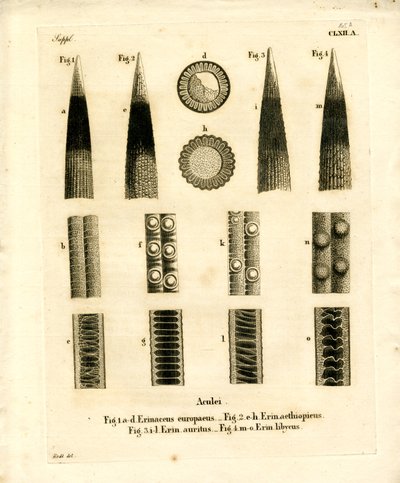 Hedgehog Prickles (färgad gravyr) av German School