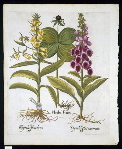 Ört Paris (Solanum quadrifolium), Vanlig Foxglove (Digitalis Purpurea) Stor gul Foxglove från Hortus Eystettensis av Basil Besler (1561-1629) pub 1613 (handfärgad gravyr) av German School