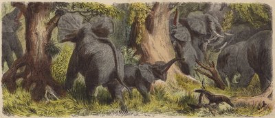 Flock elefanter i en afrikansk djungel (färgad gravyr) av German School