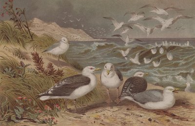 Fiskmås och svartrygg, tallrik från Brehms Tierleben: Allgemeine Kunde des Tierreichs, vol.6, s.108, utgiven av Bibliographic Institute, 1892 av German School