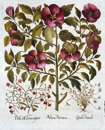 Hibiscus syriacus, Stinking Camomile och från Hortus Eystettensis, av Basil Besler (1561-1629) pub. 1613 av German School