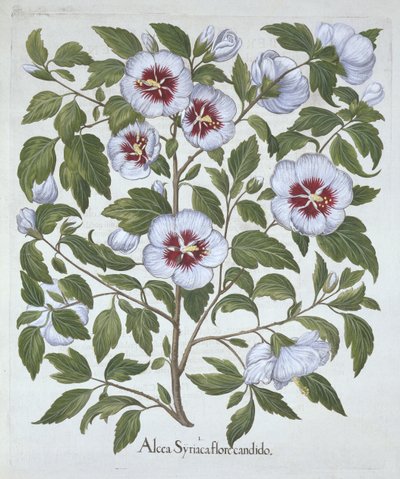 Hibiscus syriacus, från Hortus Eystettensis, av Basil Besler (1561-1629), pub. 1613 (handfärgad gravyr) av German School