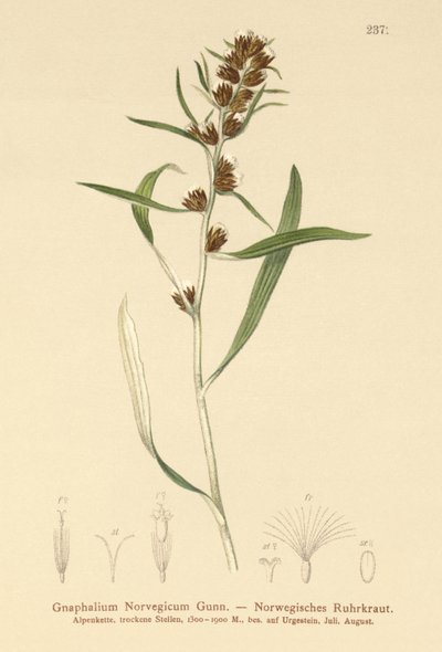 Highland Cudweed (Gnaphalium norvegicum) av German School