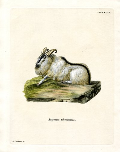 Himalayan Thar (färgad gravyr) av German School