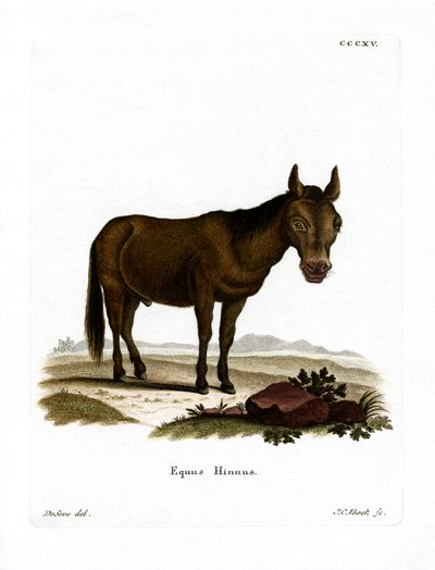 Hinny (färgad gravyr) av German School