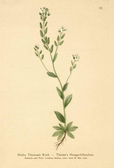 Hoary Whitlow-grass (Draba Thomasii) av German School