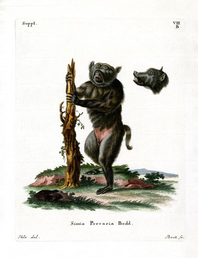 Svin-faced babian (färgad gravyr) av German School