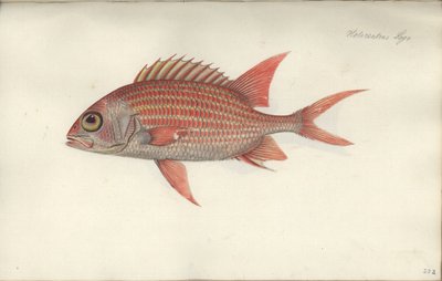 Holocentrus ascensionis, före 1790 (wc på papper) av German School