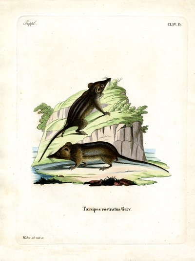 Honey Possum (färgad gravyr) av German School