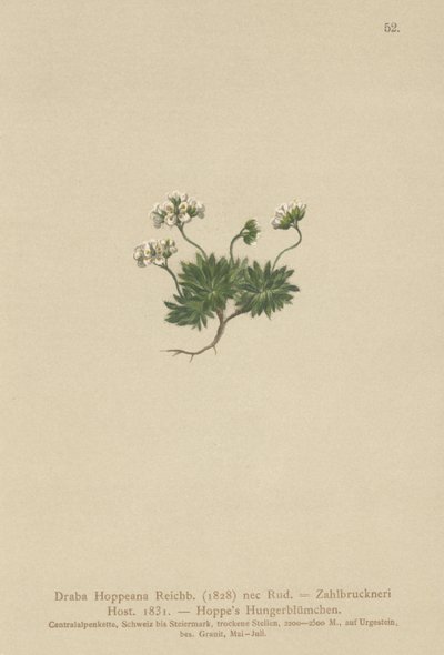 Hoppes Whitlow-gräs (Draba Hoppeana, Draba Zahlbruckneri) av German School