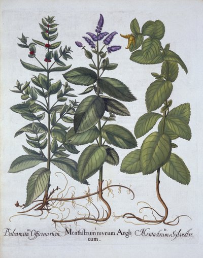Horsemint and Spearmint, från Hortus Eystettensis, av Basil Besler (1561-1629), pub. 1613 (handfärgad gravyr) av German School