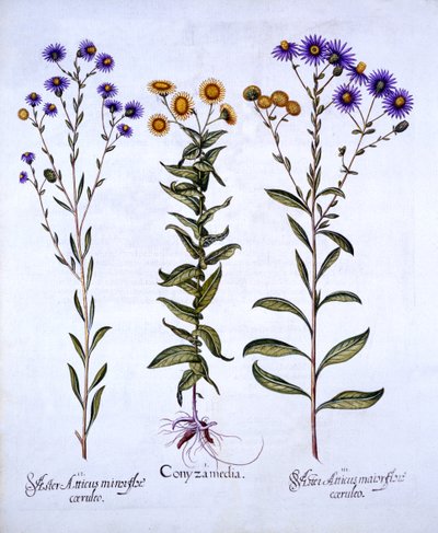 HorseweedButterweedFleabane och European Michaelmas Daisies, från Hortus Eystettensis, av Basil Besler (1561-1629), pub. 1613 (handfärgad gravyr) av German School
