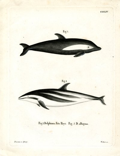 Timglas delfin (färgad gravyr) av German School