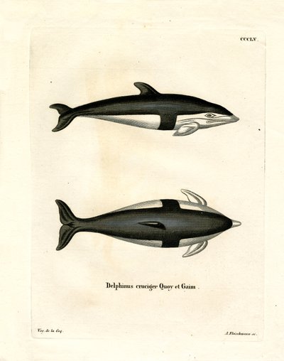 Timglas delfin (färgad gravyr) av German School