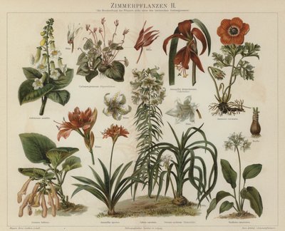Krukväxter (färg litho) av German School