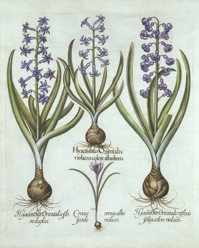 Hyacinter och en höstkrokus, från Hortus Eystettensis, av Basil Besler (1561-1629), pub. 1613 (handfärgad gravyr) av German School