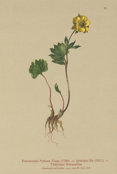 Hybrid smörblomma (Ranunculus Pythora, Ranunculus hybridus) av German School