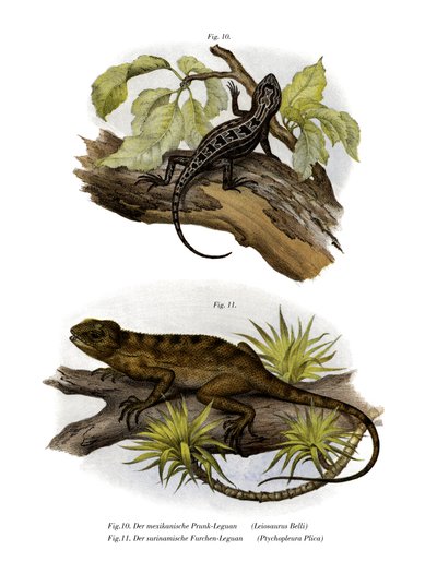 Iguana (färg litho) av German School