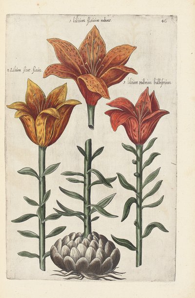 Illustration från "Florilegium ... behandling av olika blommor och andra indexväxter som livfullt avgränsade i två delar och fyra språk arrangerade av German School