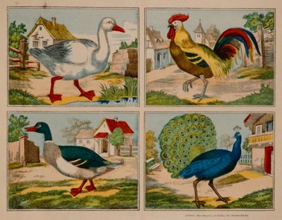 Illustration som visar en anka, gås, påfågel och tupp, Neuruppiner Bilderbogen av German School