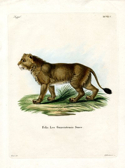 Indian Lion (färgad gravyr) av German School