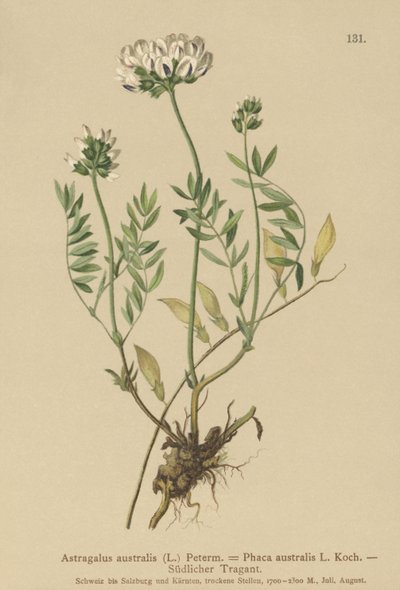 Indian Milkvetch (Astragalus australis, Astragalus aboriginum, Phaca australis) av German School