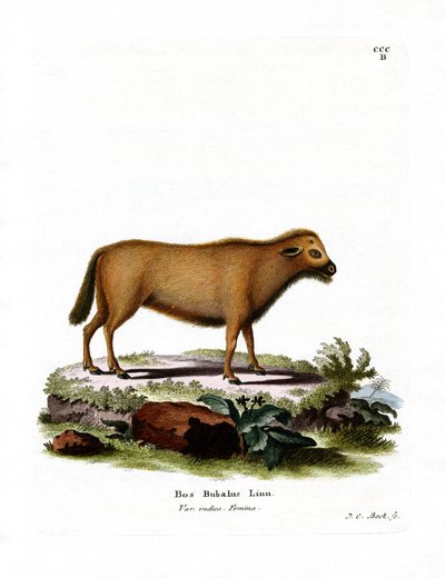 Indisk vattenbuffel (färgad gravyr) av German School