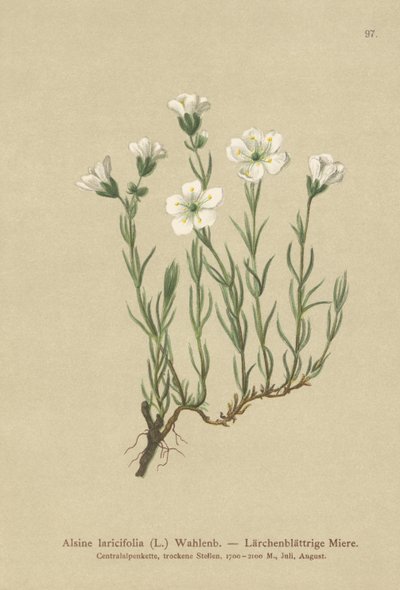 Inre alpin sandört (Alsine laricifolia, Minuartia laricifolia, Arenaria laricifolia) av German School