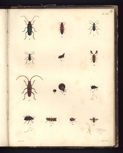 Insecta, Pl. XVI, illustration från Compendium of observation of zoology and comparative anatomy, gjord i Atlanten, i det inre av den nya kontinenten och i Sydhavet under 179-talet av German School