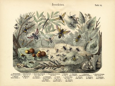 Insekter, c.1860 av German School
